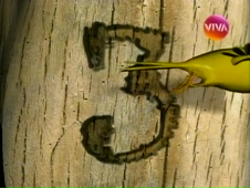 Abertura de Sítio do Picapau Amarelo