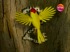Abertura de Sítio do Picapau Amarelo