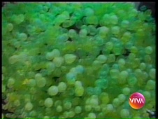 Abertura de Vale Tudo